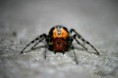 /album/arachnida/alpaida-versicolor-3-jpg/